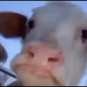 Meet your Posher, Branson